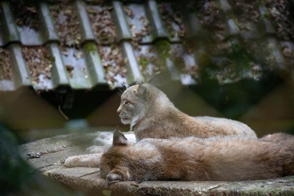 Tiere